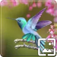 Birds Wallpapers Hd