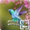 Birds Wallpapers Hd