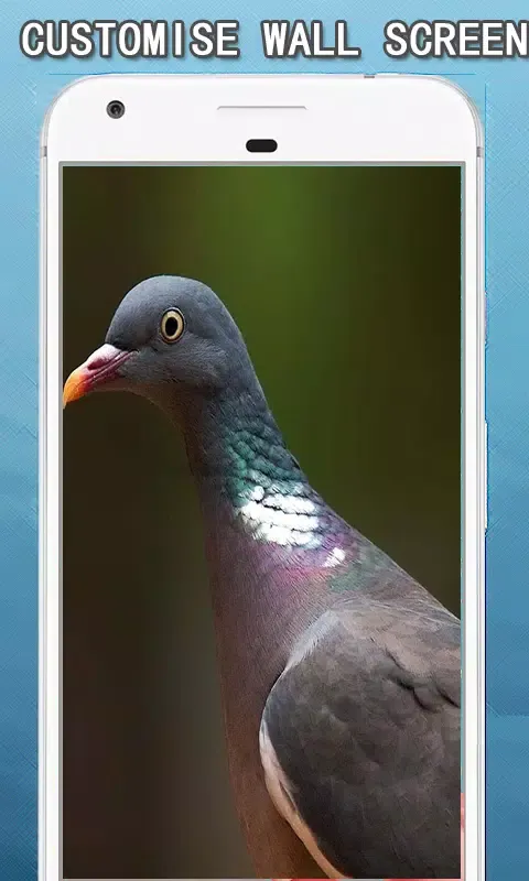 Birds Wallpapers Hd Screenshots