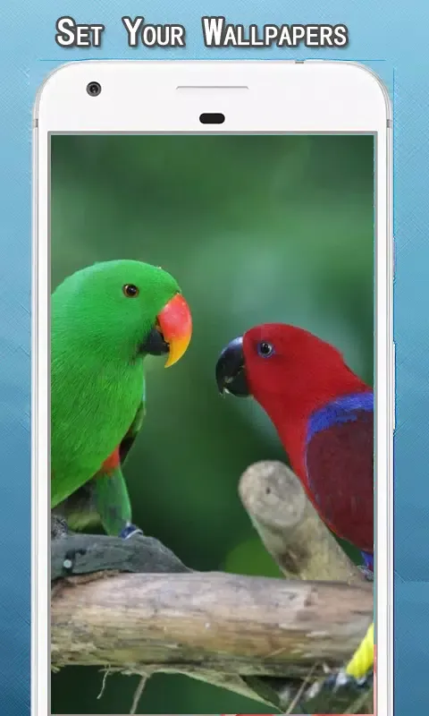 Birds Wallpapers Hd Screenshots