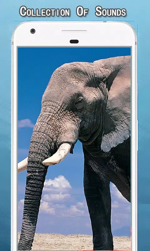 Elephant Sounds Ringtone Screenshots