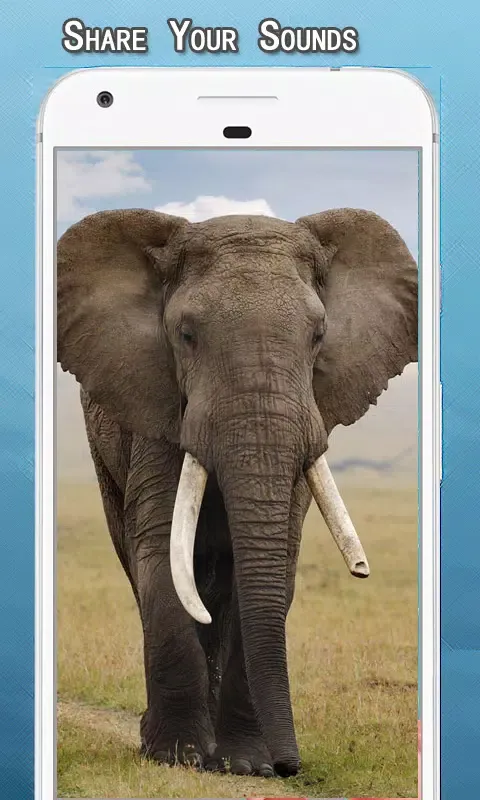 Elephant Sounds Ringtone Screenshots