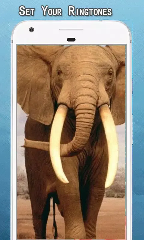 Elephant Sounds Ringtone Screenshots