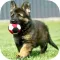 German Shepherd Puppy Training Made Easy - Best Guide & Tips For Beginners