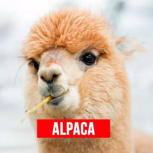 Alpaca - Successful Alpaca Farming