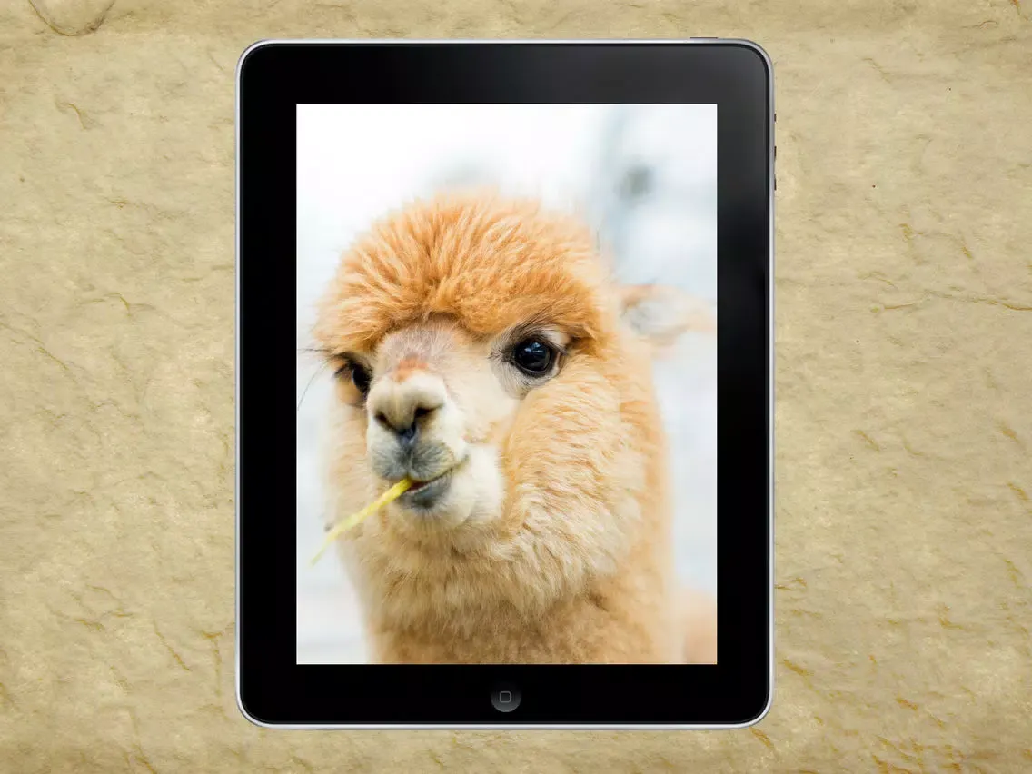 Alpaca - Successful Alpaca Farming iPad  Screenshots