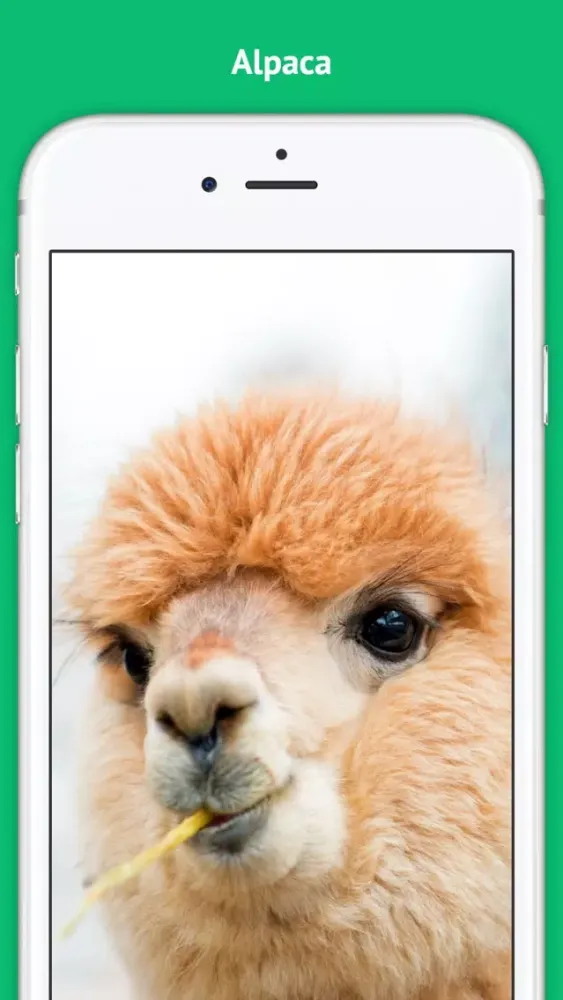 Alpaca - Successful Alpaca Farming Screenshots