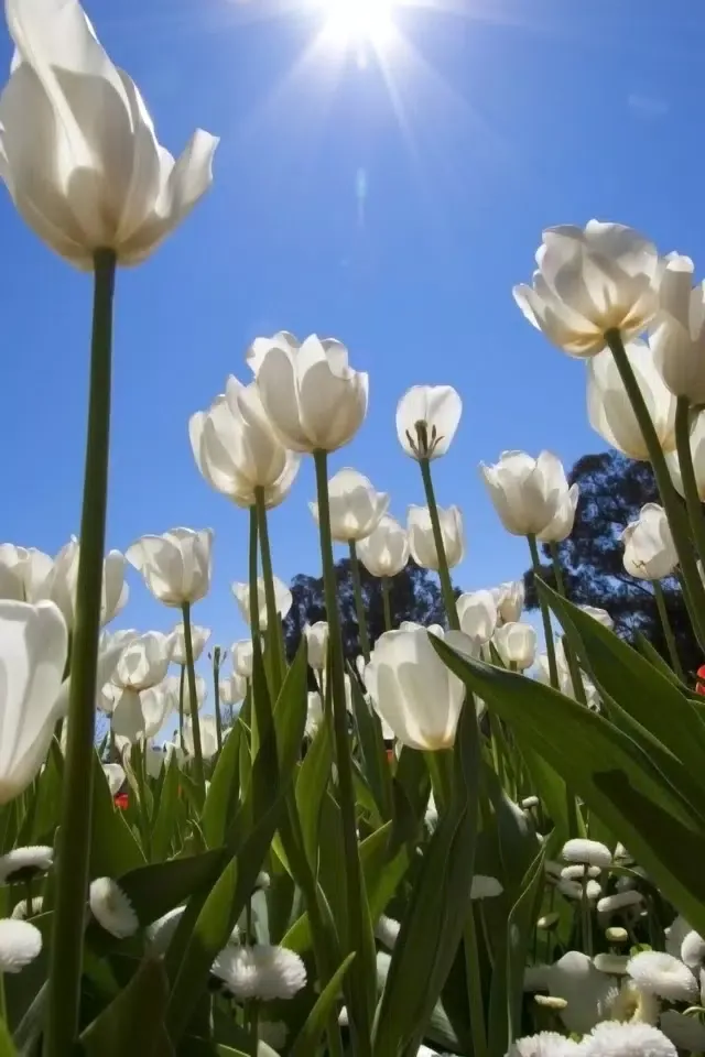 Capturas de tela do Backgrounds - Stunning HD Retina Wallpapers