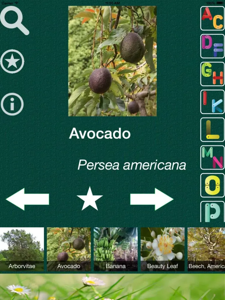 Tangkapan skrin Tree Dictionary - All Information About A - Z Common Species Of Tree iPad 