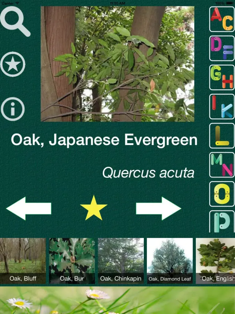 Tangkapan skrin Tree Dictionary - All Information About A - Z Common Species Of Tree iPad 