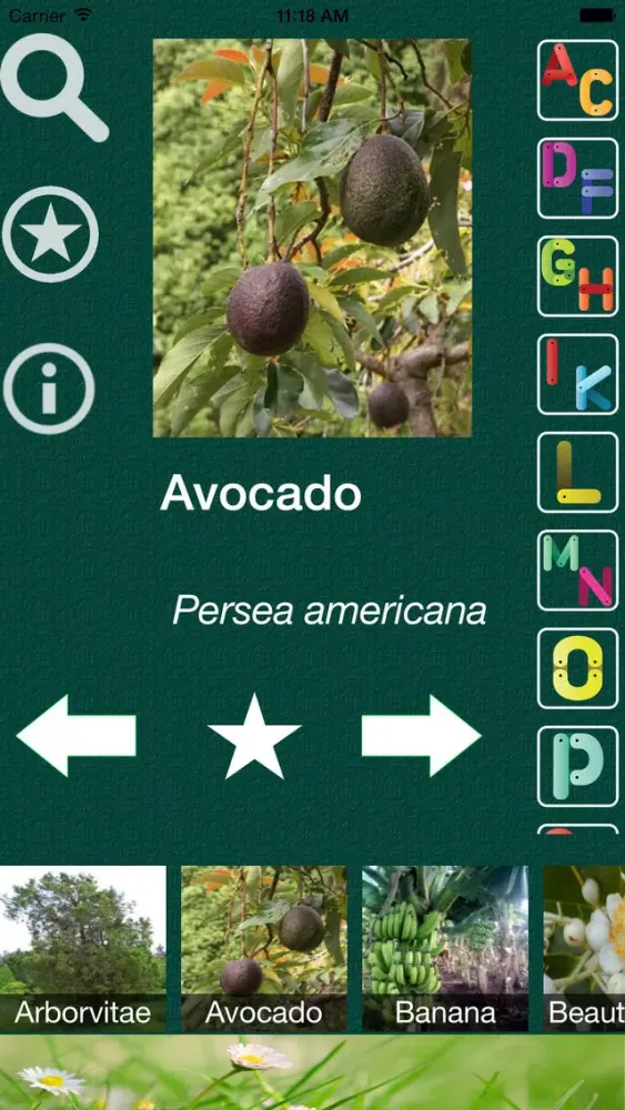 Tangkapan skrin Tree Dictionary - All Information About A - Z Common Species Of Tree