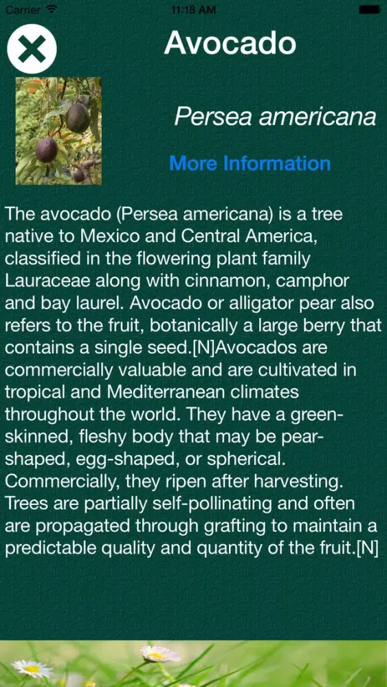 Tangkapan skrin Tree Dictionary - All Information About A - Z Common Species Of Tree