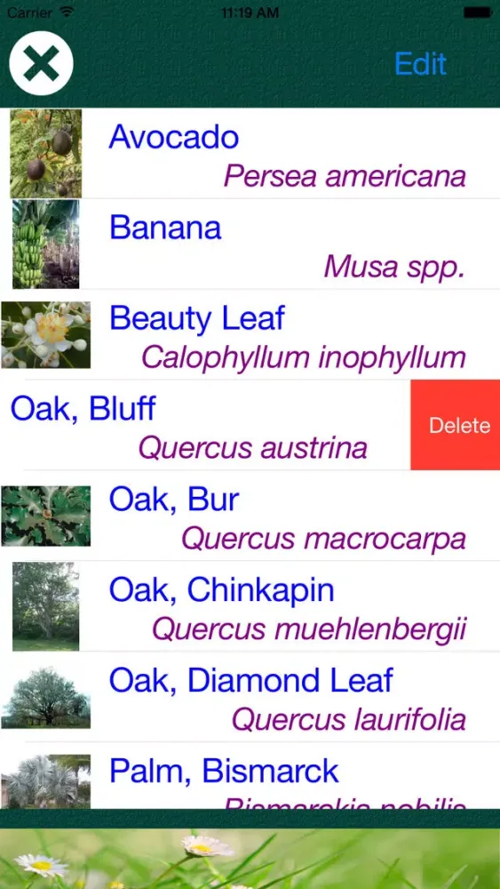 Tangkapan skrin Tree Dictionary - All Information About A - Z Common Species Of Tree