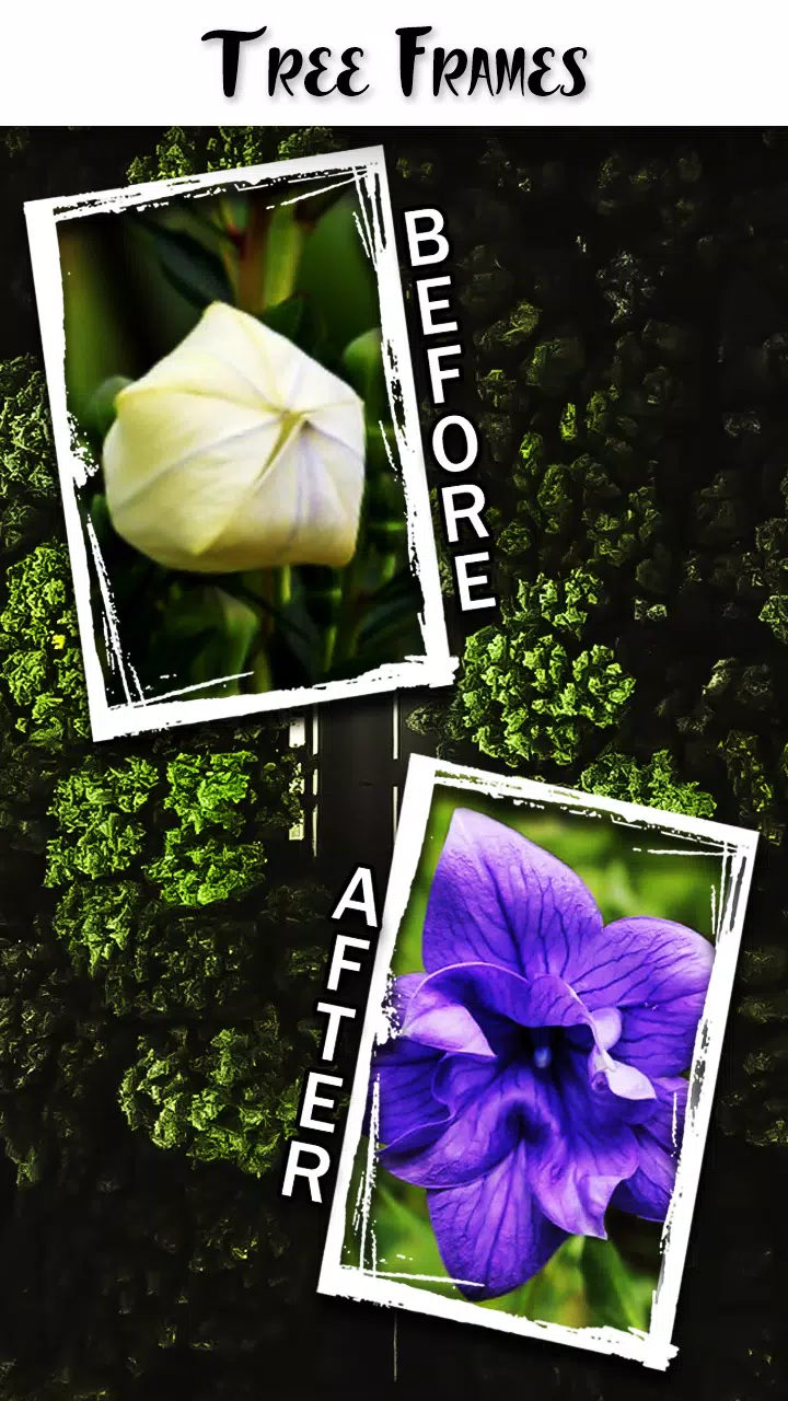 Before After Photo Frame Screenshots