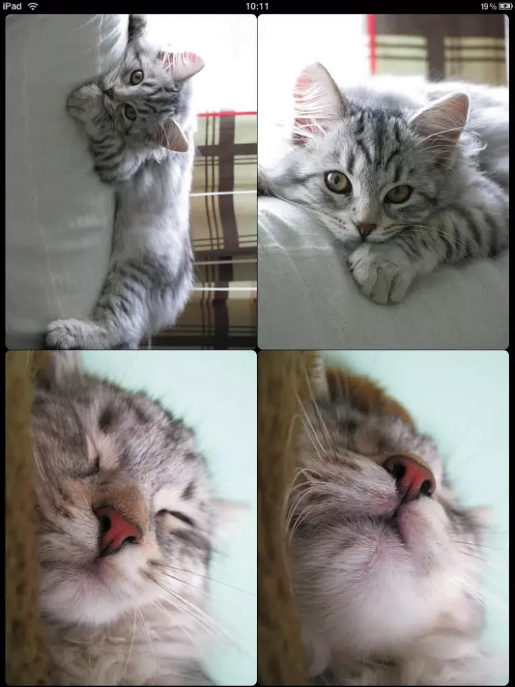 Capturas de tela do PhotoBuzz for iPad - Public Web Album Explorer iPad 