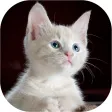 Cat Sounds