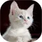 Cat Sounds