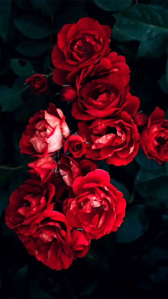 Zrzuty ekranu Shine Red Rose APUS Live Wallp