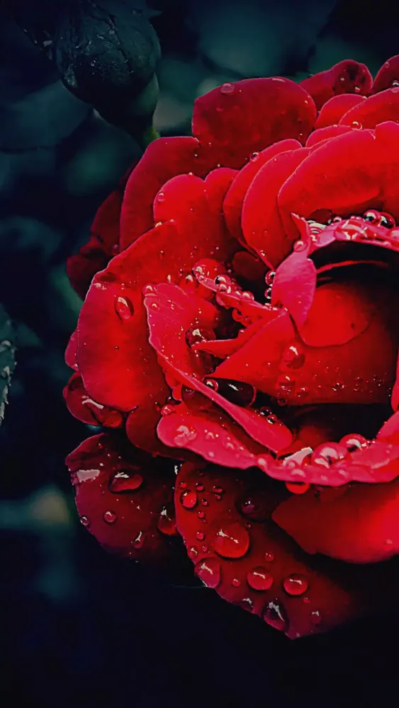 Zrzuty ekranu Shine Red Rose APUS Live Wallp