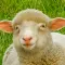 Sheep Sounds