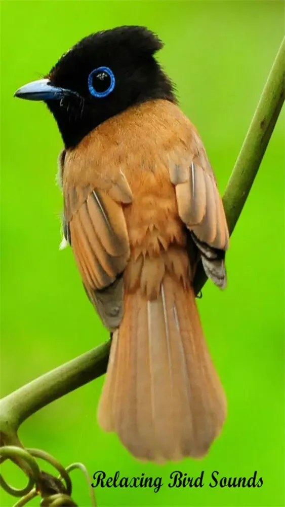 Relaxing Bird Sounds স্ক্রিনশট