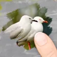 Scratch Pics