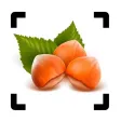 Nut Identifier - Seed ID Nut Identifier - Seed ID
