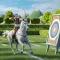 Gallop Strike Arrow Fury