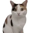 Amusing Cat Sticker Pack Amusing Cat Sticker Pack