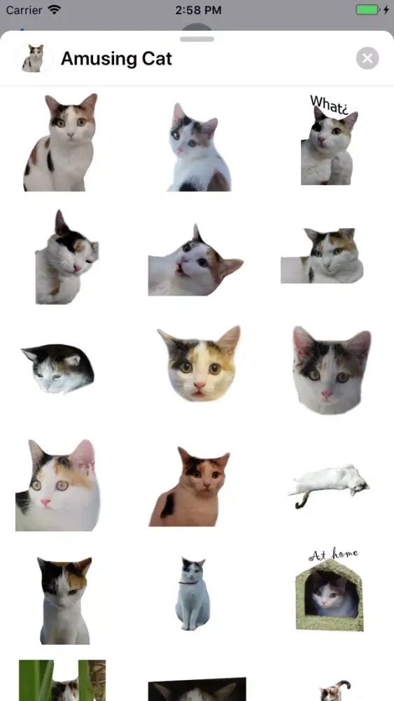 تصاویر Amusing Cat Sticker Pack