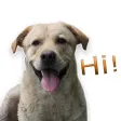 Dog Emotions Sticker Pack Dog Emotions Sticker Pack