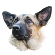 Dream Dogs Sticker Pack Dream Dogs Sticker Pack