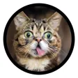 Funny Cats Sticker Pack Funny Cats Sticker Pack