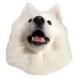 Lovely Samoyed Sticker Pack Lovely Samoyed Sticker Pack