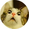 Ultimate Cats Sticker Pack Ultimate Cats Sticker Pack