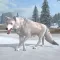 Arctic Wolf