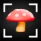 Mushroom Identifier AI