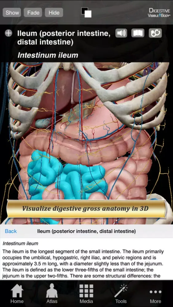 Tangkapan skrin Digestive Anatomy Atlas: Essential Reference for Students and Healthcare Professionals