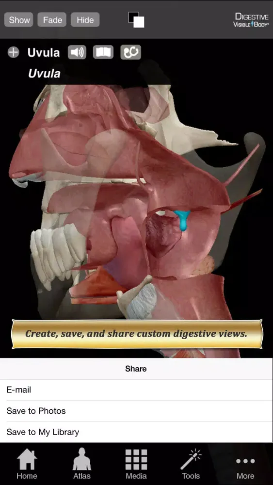 Tangkapan skrin Digestive Anatomy Atlas: Essential Reference for Students and Healthcare Professionals