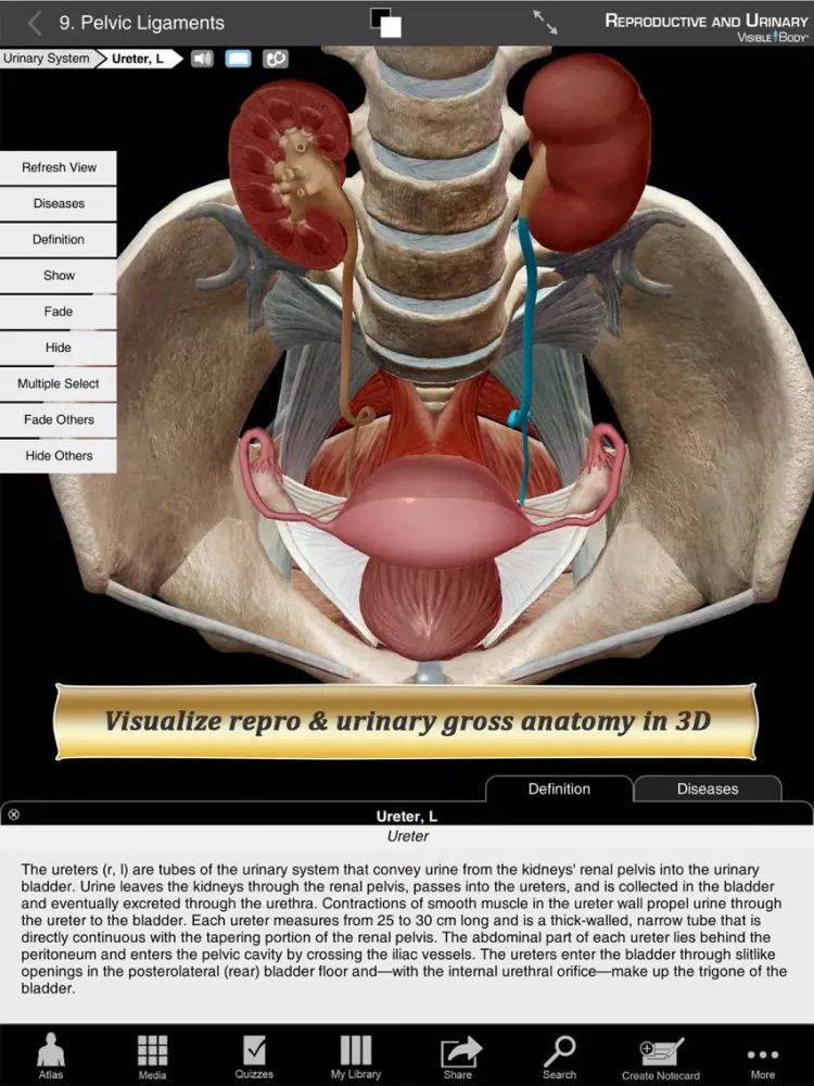 Ảnh chụp màn hình của Reproductive and Urinary Anatomy Atlas: Essential Reference for Students and Healthcare Professionals iPad 