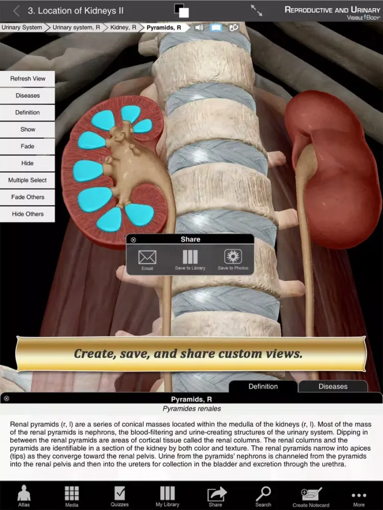 Ảnh chụp màn hình của Reproductive and Urinary Anatomy Atlas: Essential Reference for Students and Healthcare Professionals iPad 
