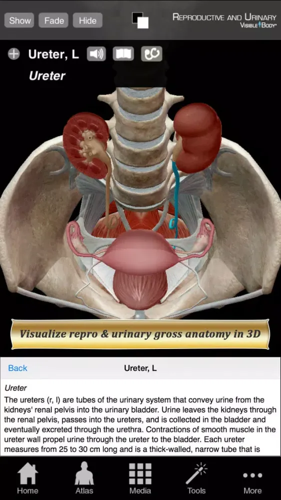 Ảnh chụp màn hình của Reproductive and Urinary Anatomy Atlas: Essential Reference for Students and Healthcare Professionals