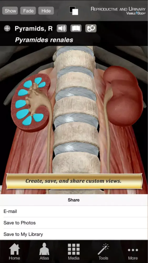 Ảnh chụp màn hình của Reproductive and Urinary Anatomy Atlas: Essential Reference for Students and Healthcare Professionals