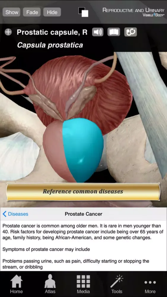 Ảnh chụp màn hình của Reproductive and Urinary Anatomy Atlas: Essential Reference for Students and Healthcare Professionals