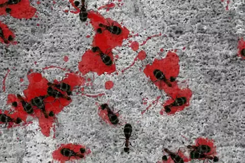 Скриншоты Die Ants Die!