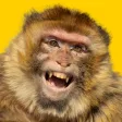 Funniest Animal Expressions