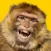 Funniest Animal Expressions