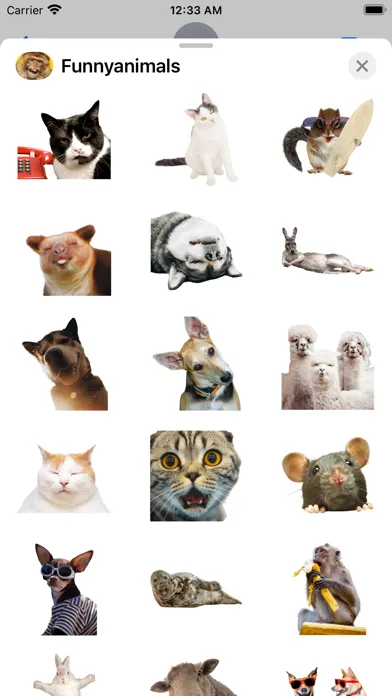 Tangkapan layar Funniest Animal Expressions