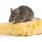 Cheese Rats Funny Stickers
