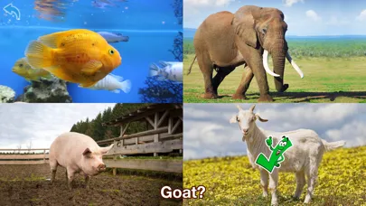 صور Animals Learning